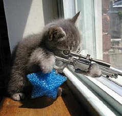 gatto-cecchino1
